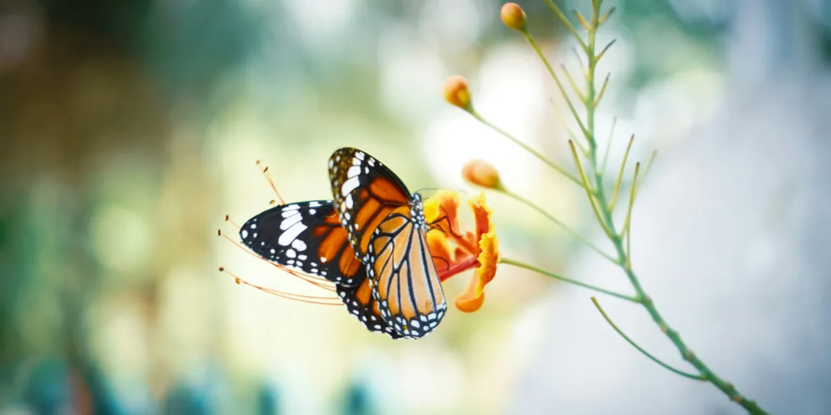 monarch butterfly on flower bud