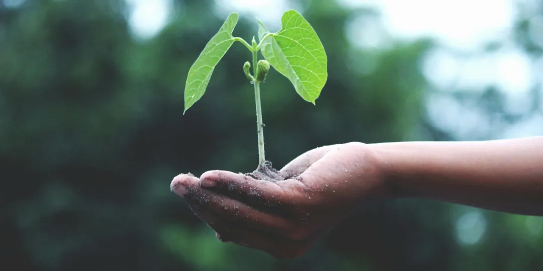 person holding plant seedling in soil