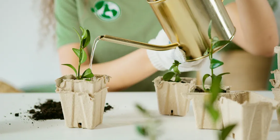 person watering seedlings