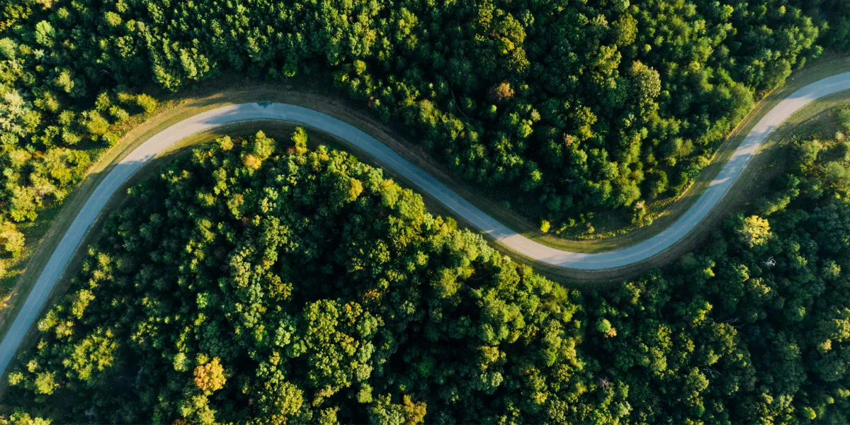 winding road through a green forest