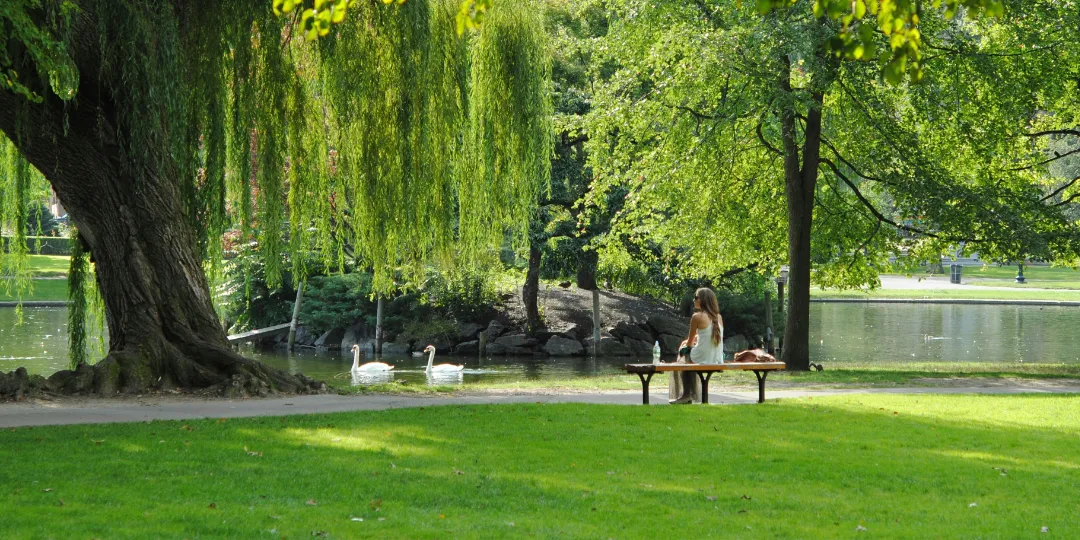 woman sitting on park bench watching swans